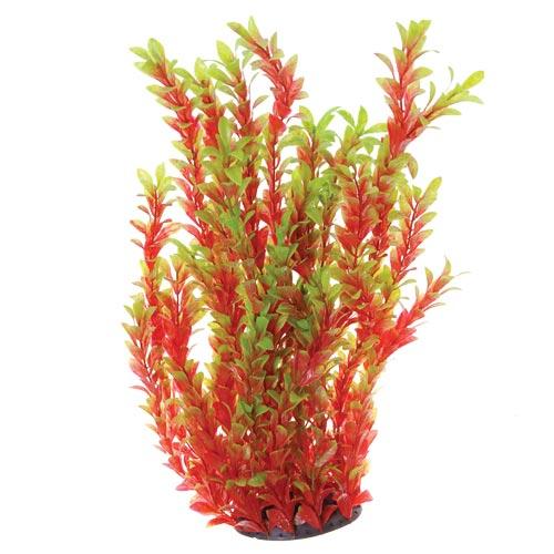 Underwater Treasures | Red Ludwigia 20" 628742002801 Super Cichlids